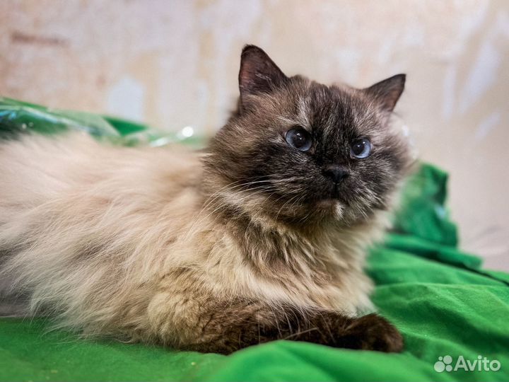 Кошка в дар бесплатно