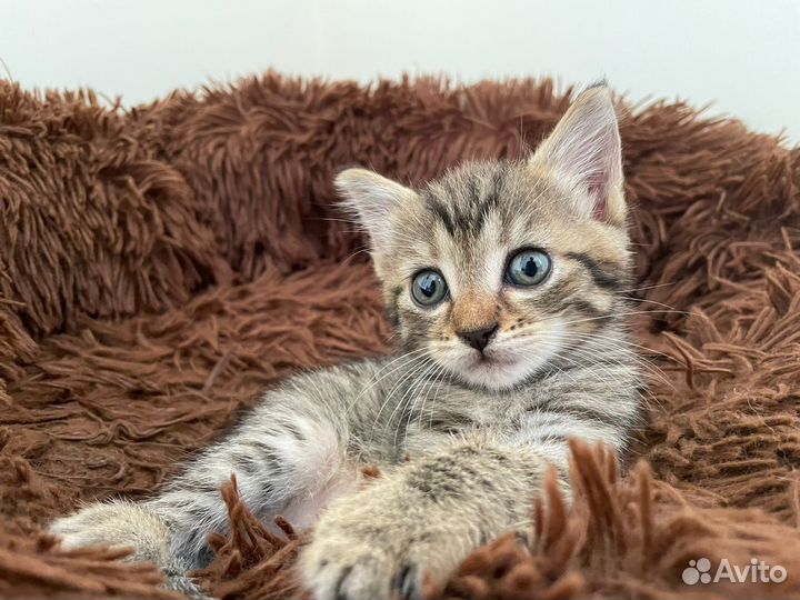 Кошка в дар