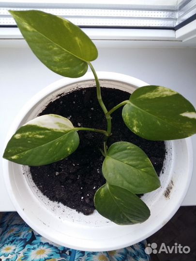 Сциндапсус