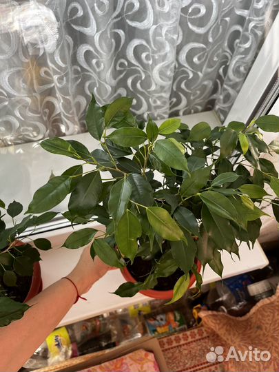 Фикус бенджамина