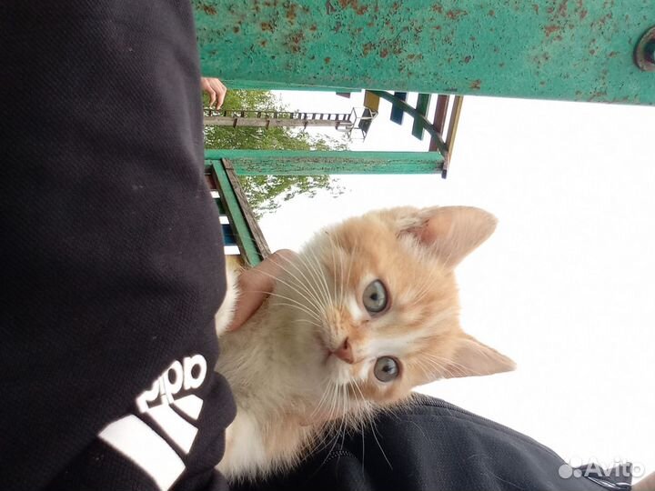 Кошки в добрые руки