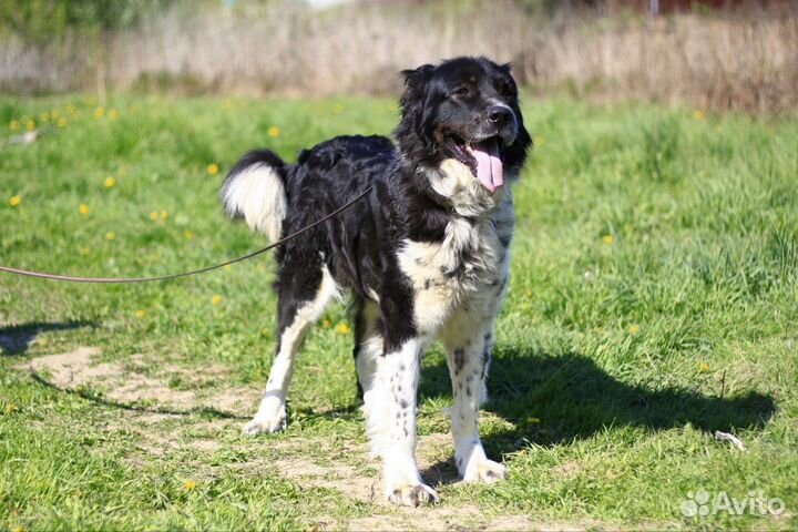 Собака в добрые руки отдам бесплатно