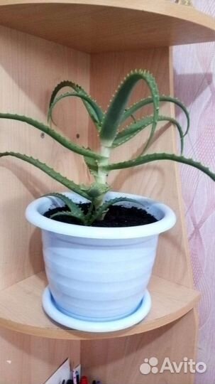 Алоэ вера