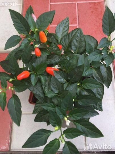 Комнатный острый перчик