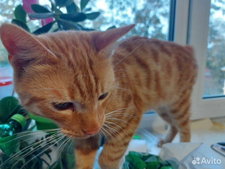 Котята в добрые руки бесплатно мальчик
