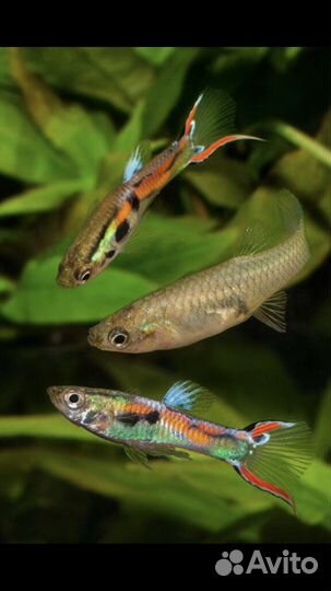 Рыбки гуппи