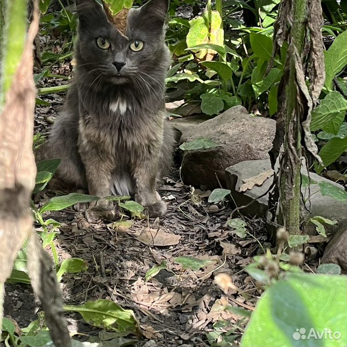 Кот, на улице - бывшедомашний, очень красивый