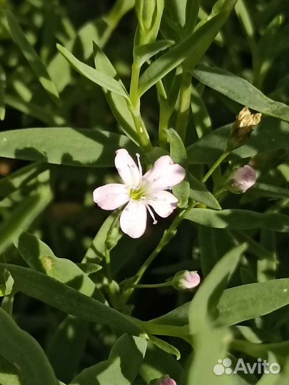 Гипсофила многолетняя для альпийской горки