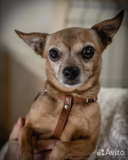 Маленький той-терьер Лаки в добрые руки