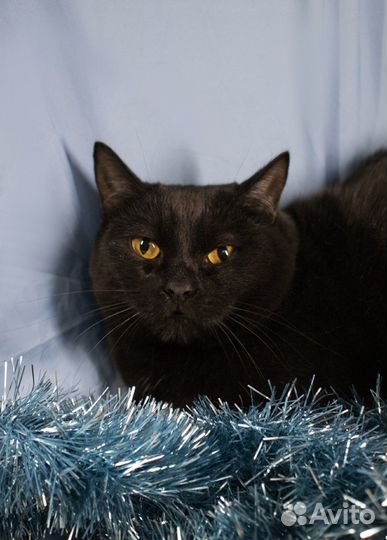 Котик - Коржик