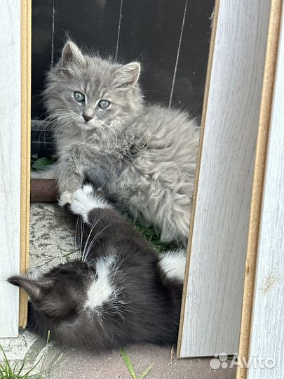 Котенок мальчик