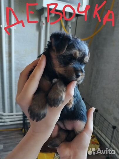 Йоркширский терьер