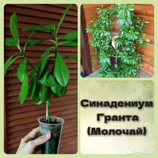 Синадениум или молочай