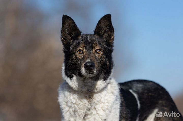 Альянс ждет свою семью в приюте