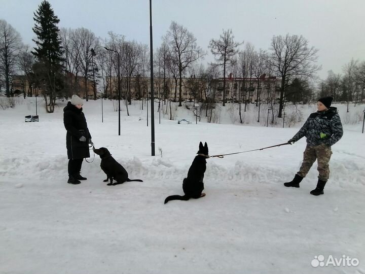 Услуги кинолога