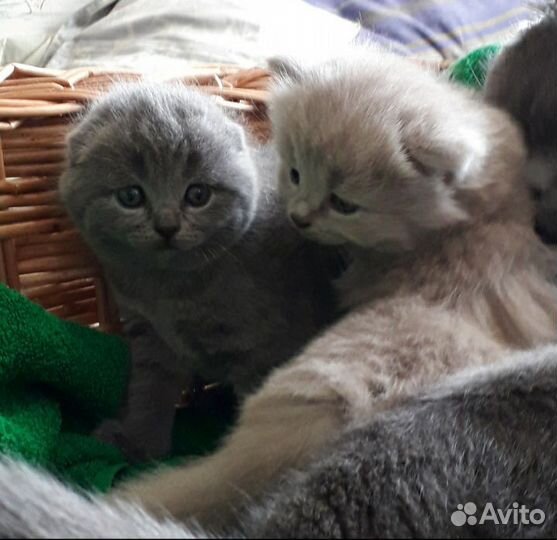 Шотландские котята