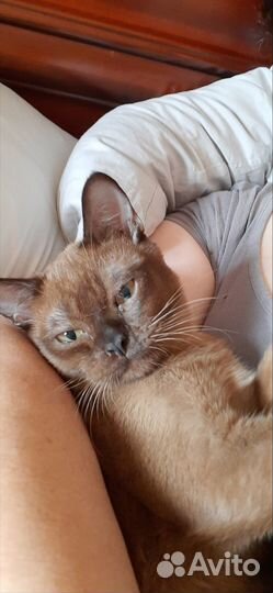 Бурманский котик