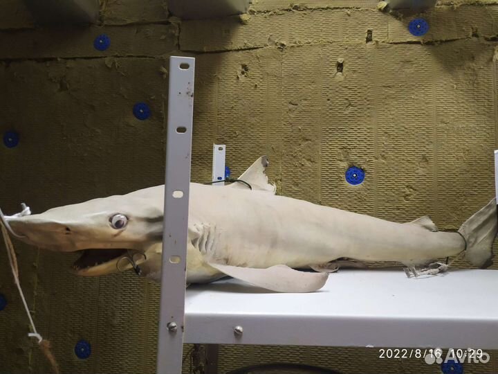 Акула декорация