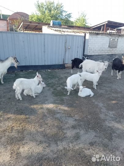 Козы и козлята дойные