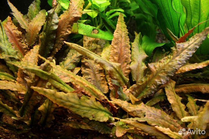 Криптокорина Вендта Тропика (Cryptocoryne wendtii
