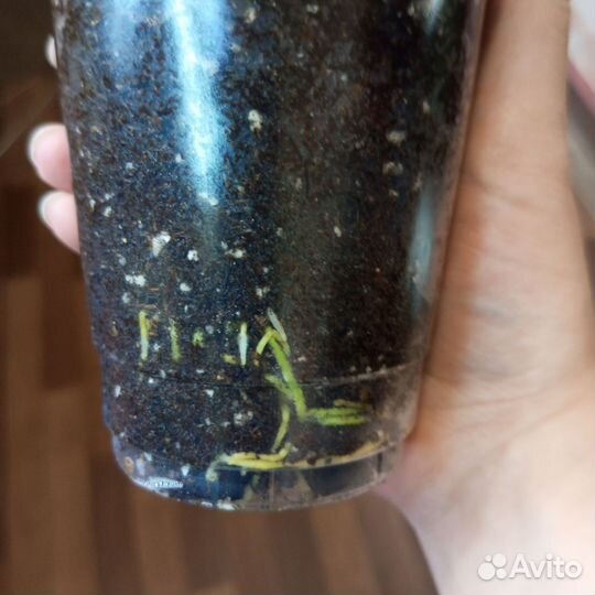 Кодиеум кротон комнатные цветы