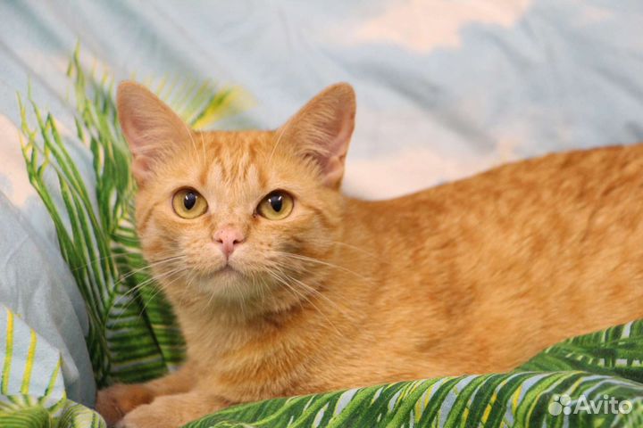 Молоденькая кошечка Злата ищет дом