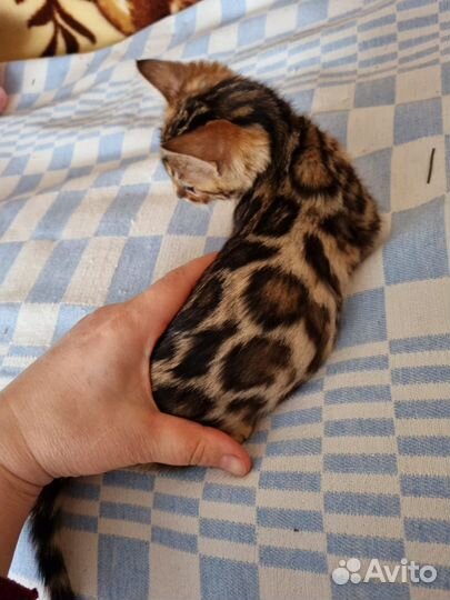 Бенгальские котята