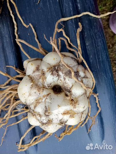 Луковицы лилии