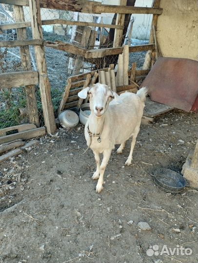 Домашние животные коза