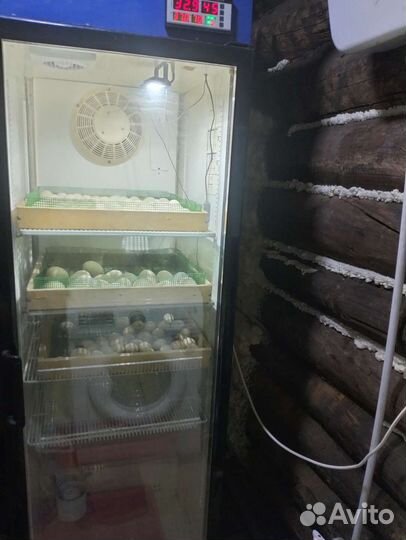 2 Инкубатора