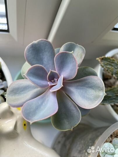 Суккуленты