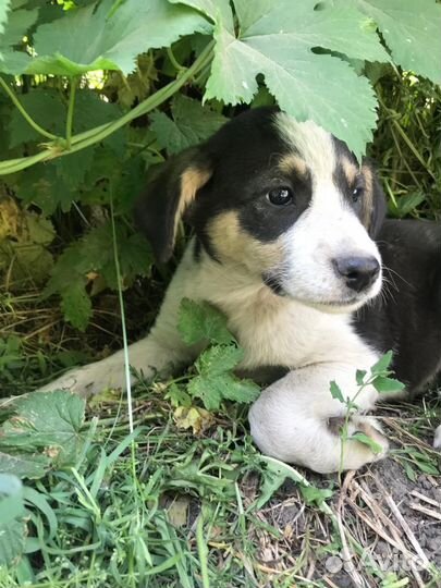 Щенок девочка в добрые руки бесплатно