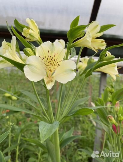 Корни Альстромерии