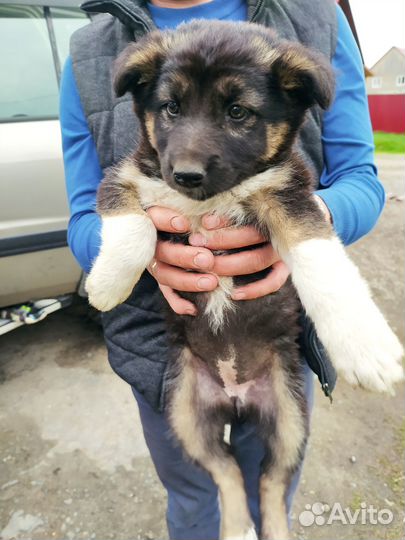 Щенки в добрые руки