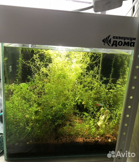 Аквариум