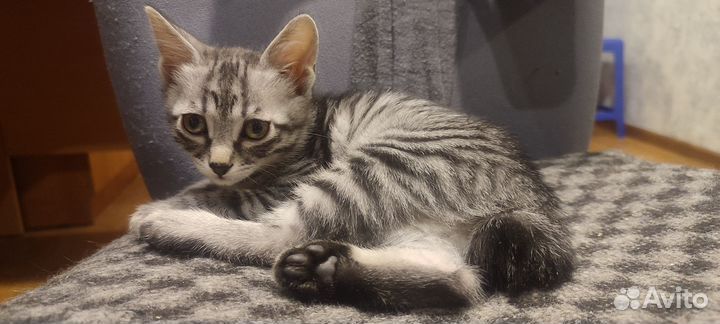 Котенок мальчик