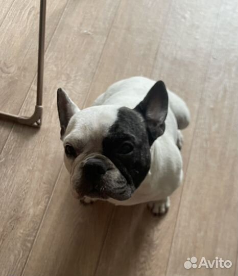 Мопс мальчик