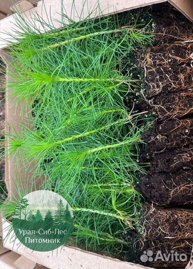 Зкс и окс Сосна Ель Лиственница сеянцы Голуб горн
