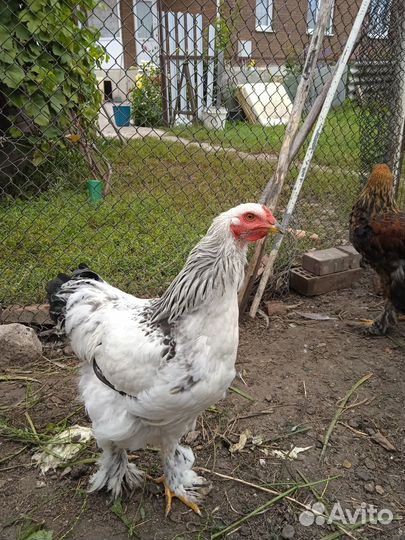 Петухи породы Брама и Кохинхин