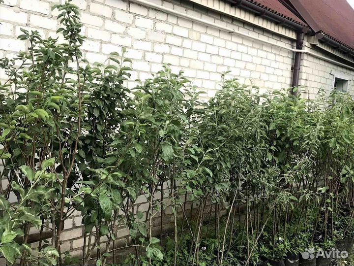 Саженцы плодовых деревьев и ягодных кустарников