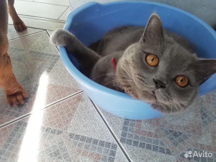 Скоттиш страйт