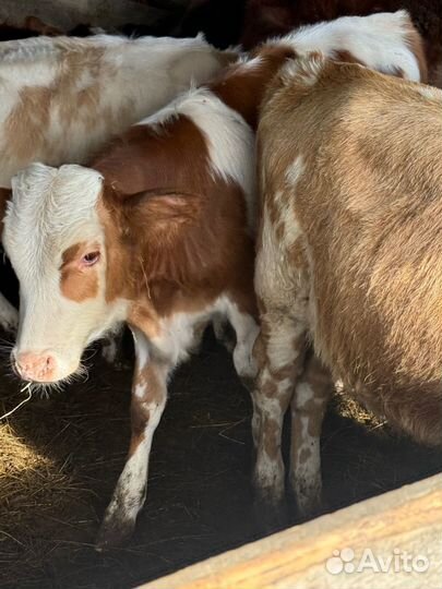Бычки от 5 до 7 месяцев