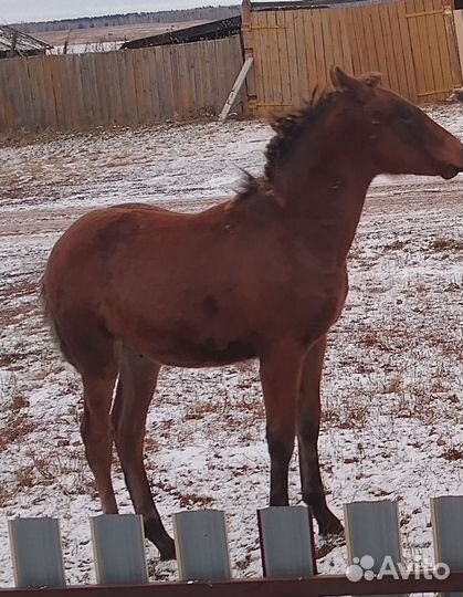 Лошадь жеребец