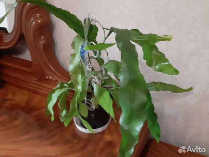 Эпифилум. цветет крупным белым цветком