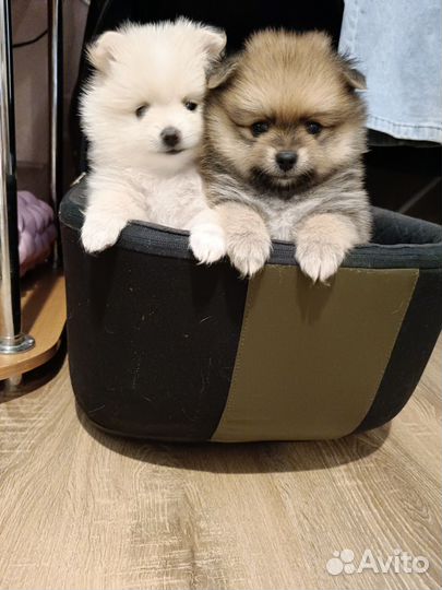 Щенки шпица