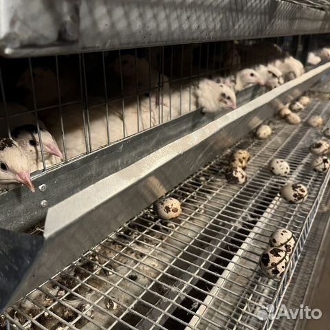 Клетки для перепелов 6-ярусные на 250 птиц