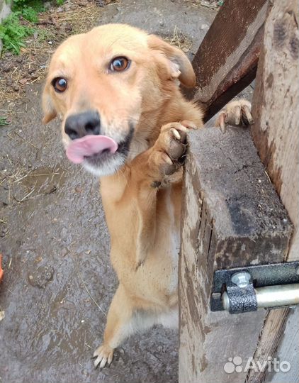 Собаки бесплатно в добрые руки