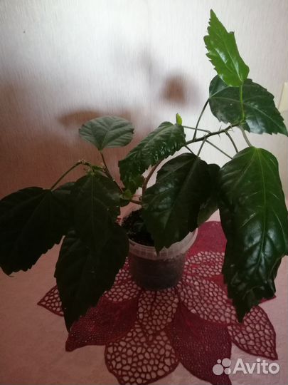 Комнатные цветы