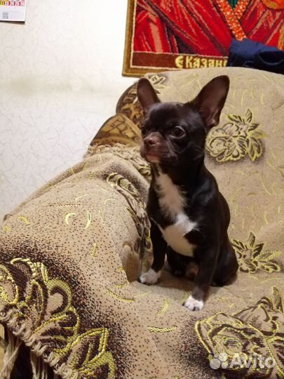 Вязка кобели чихуахуа