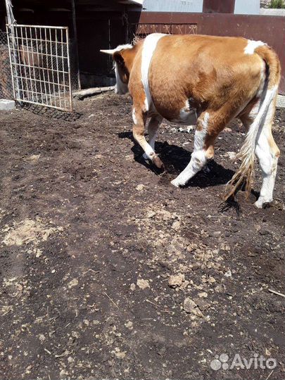 1) Бычок. 2) Стельная телка. 3) Дойная корова